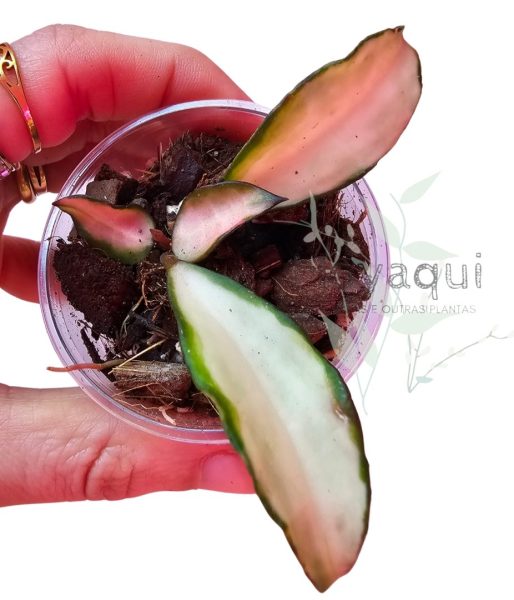 Hoya lacunosa ‘Souma’