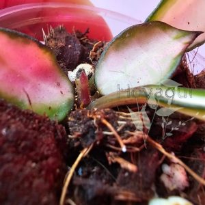 Hoya lacunosa ‘Souma’
