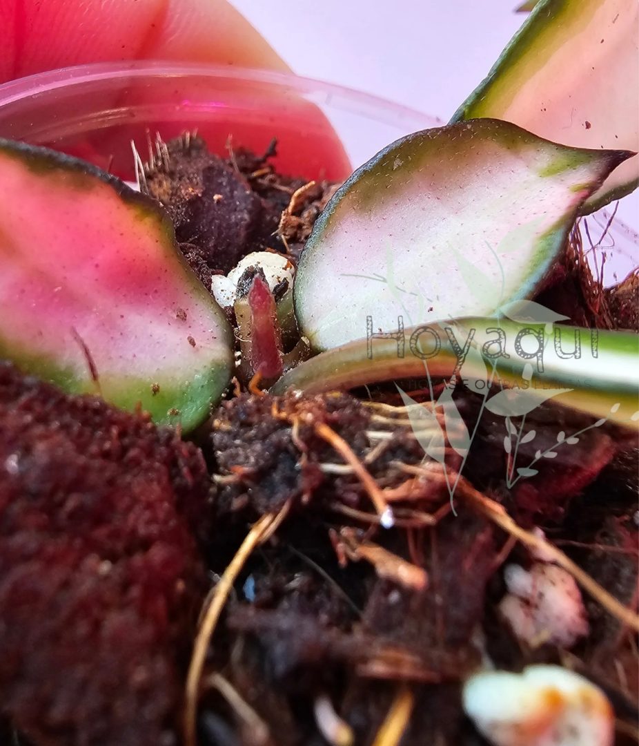 Hoya lacunosa ‘Souma’