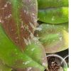 Hoya mitrata splash