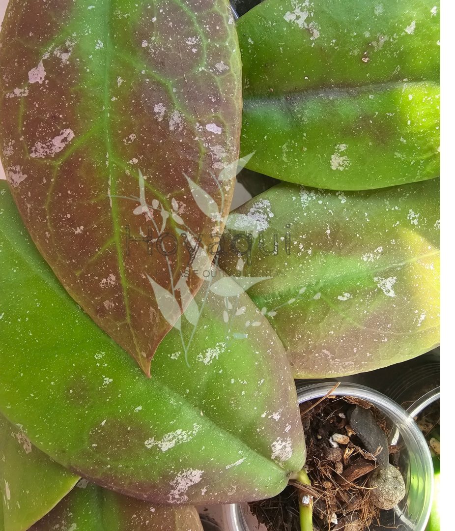 Hoya mitrata splash
