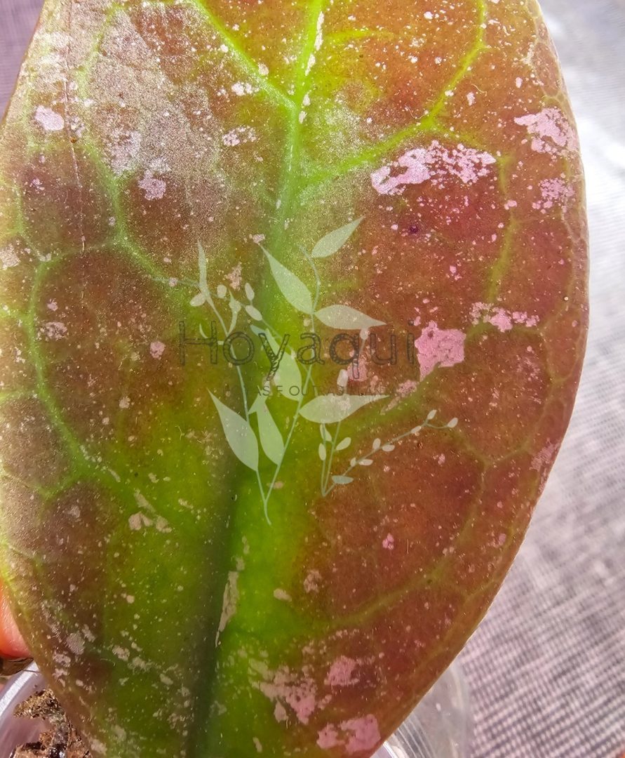 Hoya mitrata splash