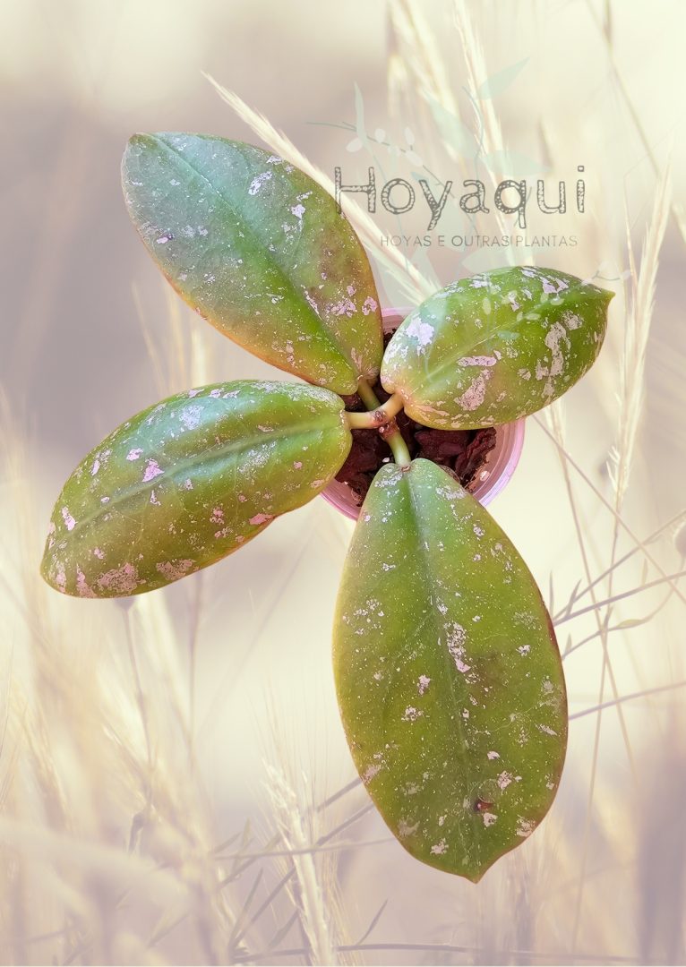 Hoya mitrata Splash