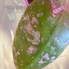 Hoya mitrata Splash