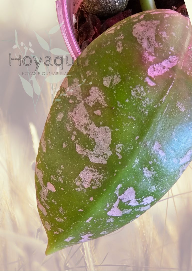 Hoya mitrata Splash