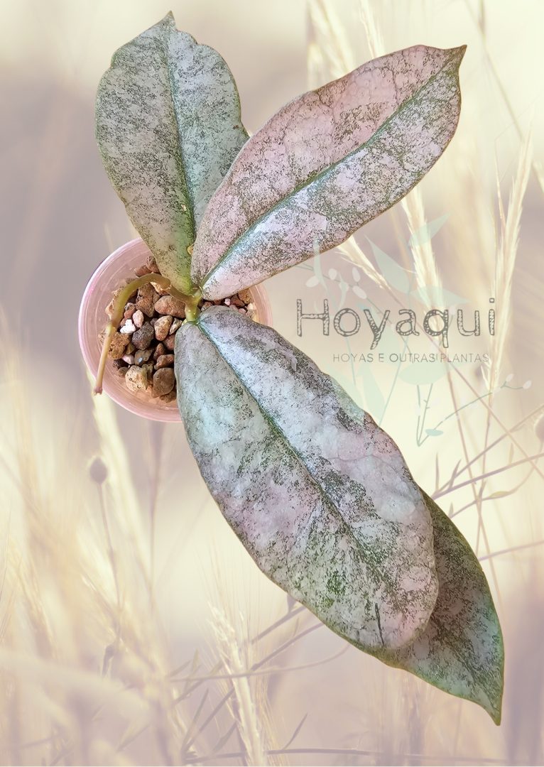 Hoya mitrata SILVER Hoya mitrata SILVER