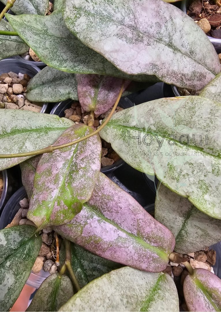 Hoya mitrata SILVER Hoya mitrata SILVER