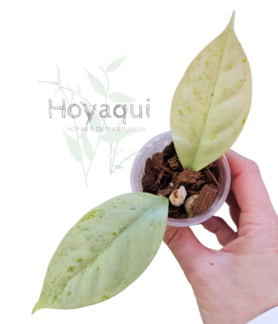 Hoya coriacea ‘Silver’