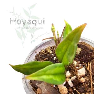 Hoya bella ‘Green on Green’