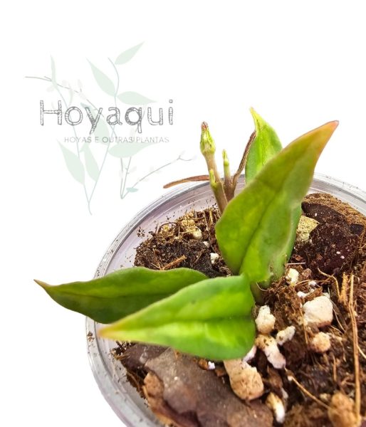 Hoya bella ‘Green on Green’