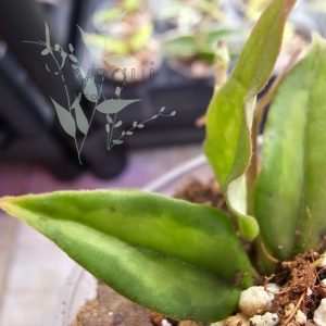 Hoya bella ‘Green on Green’