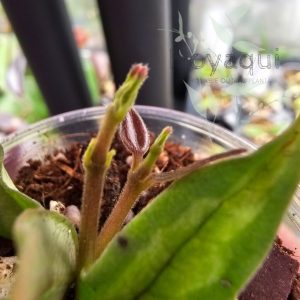 Hoya bella ‘Green on Green’