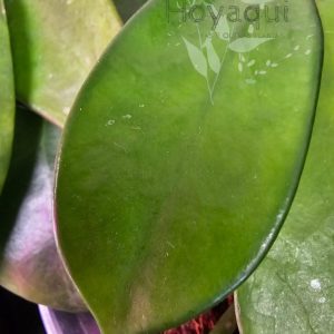 Hoya rostellata
