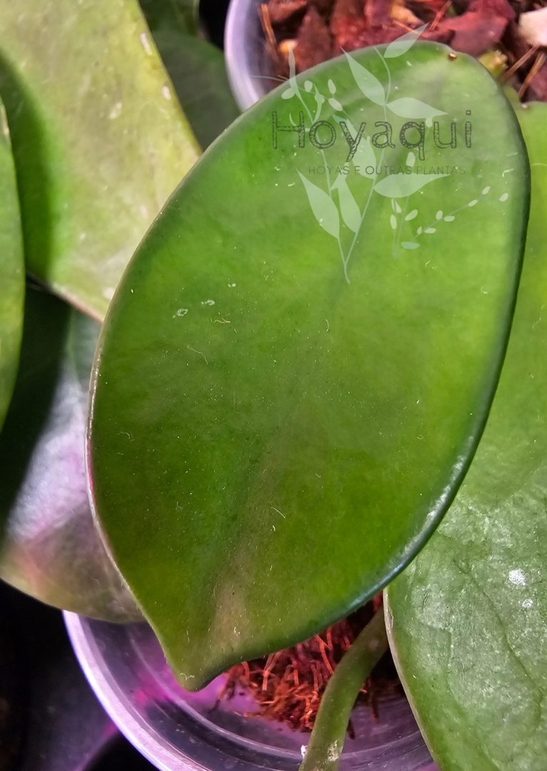 Hoya rostellata
