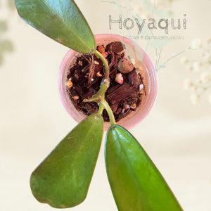 Hoya rostellata