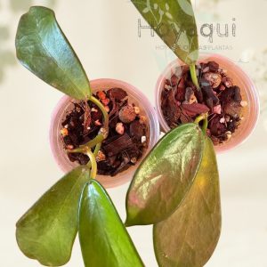 Hoya rostellata