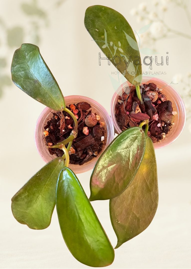 Hoya rostellata