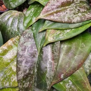 Hoya latifolia sp. Indonesia Silver Splash