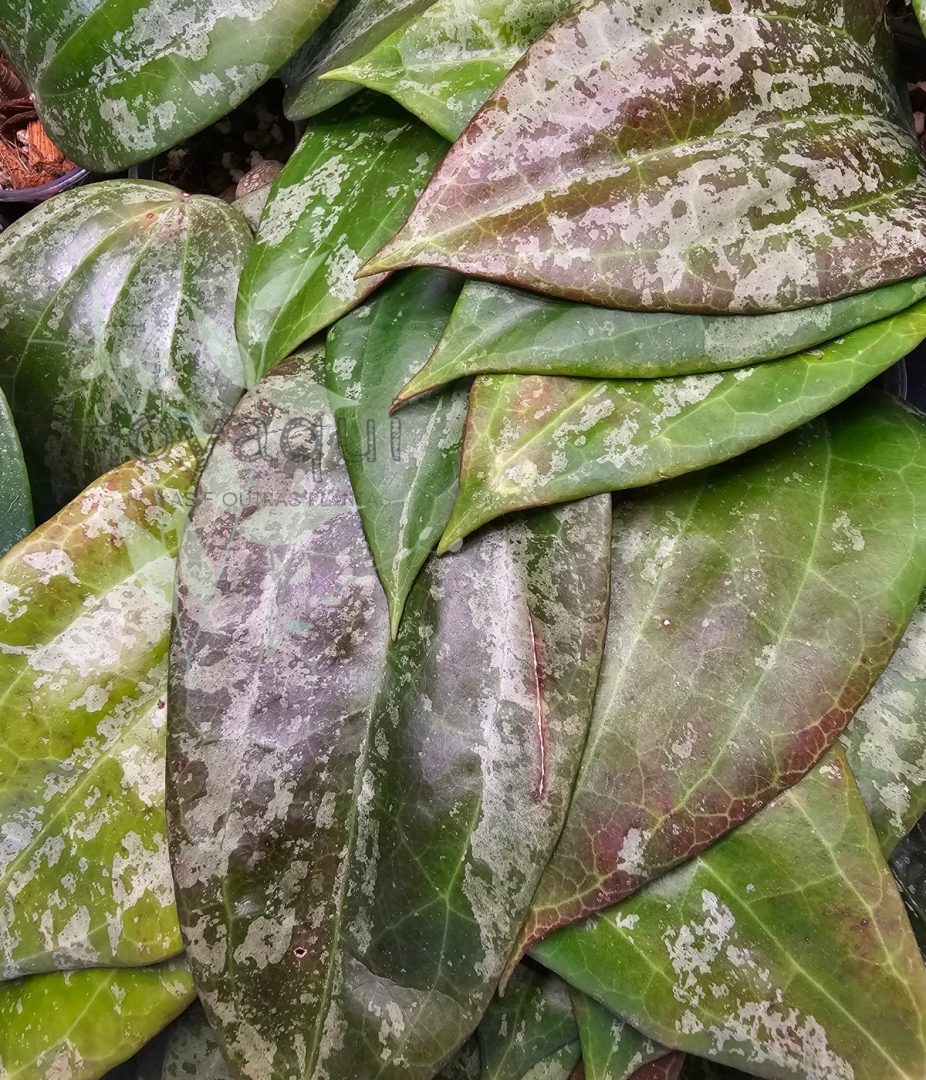Hoya latifolia sp. Indonesia Silver Splash