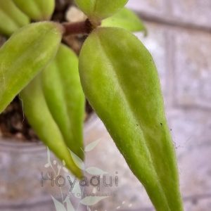 Hoya bella ‘Green on Green’