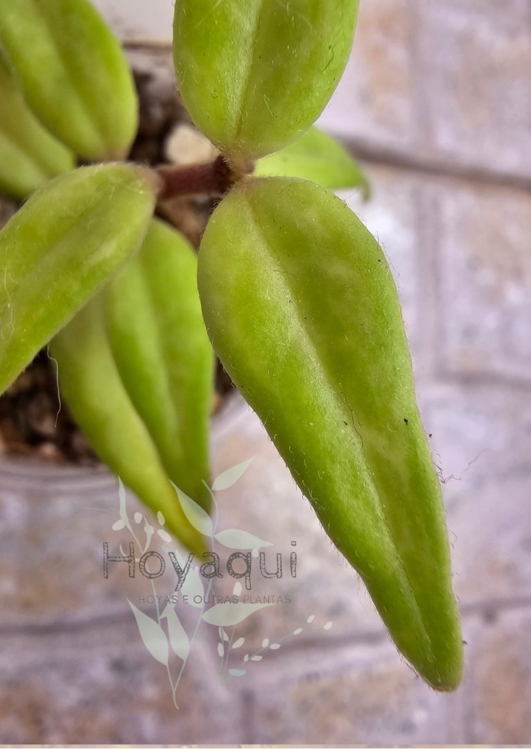 Hoya bella ‘Green on Green’