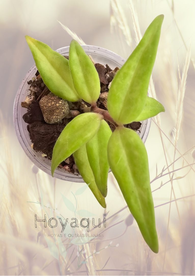 Hoya bella ‘Green on Green’