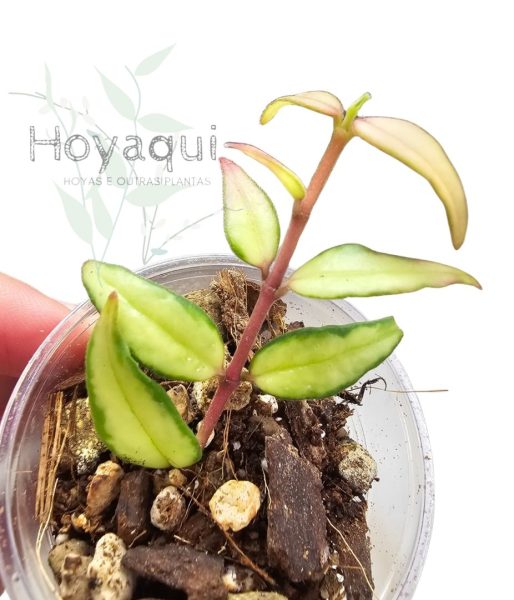 Hoya bella inner variegated