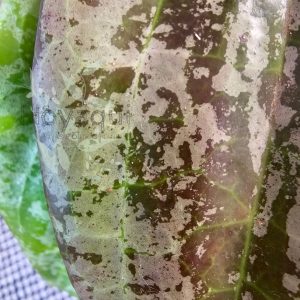 Hoya latifolia sp. Indonesia Silver Splash