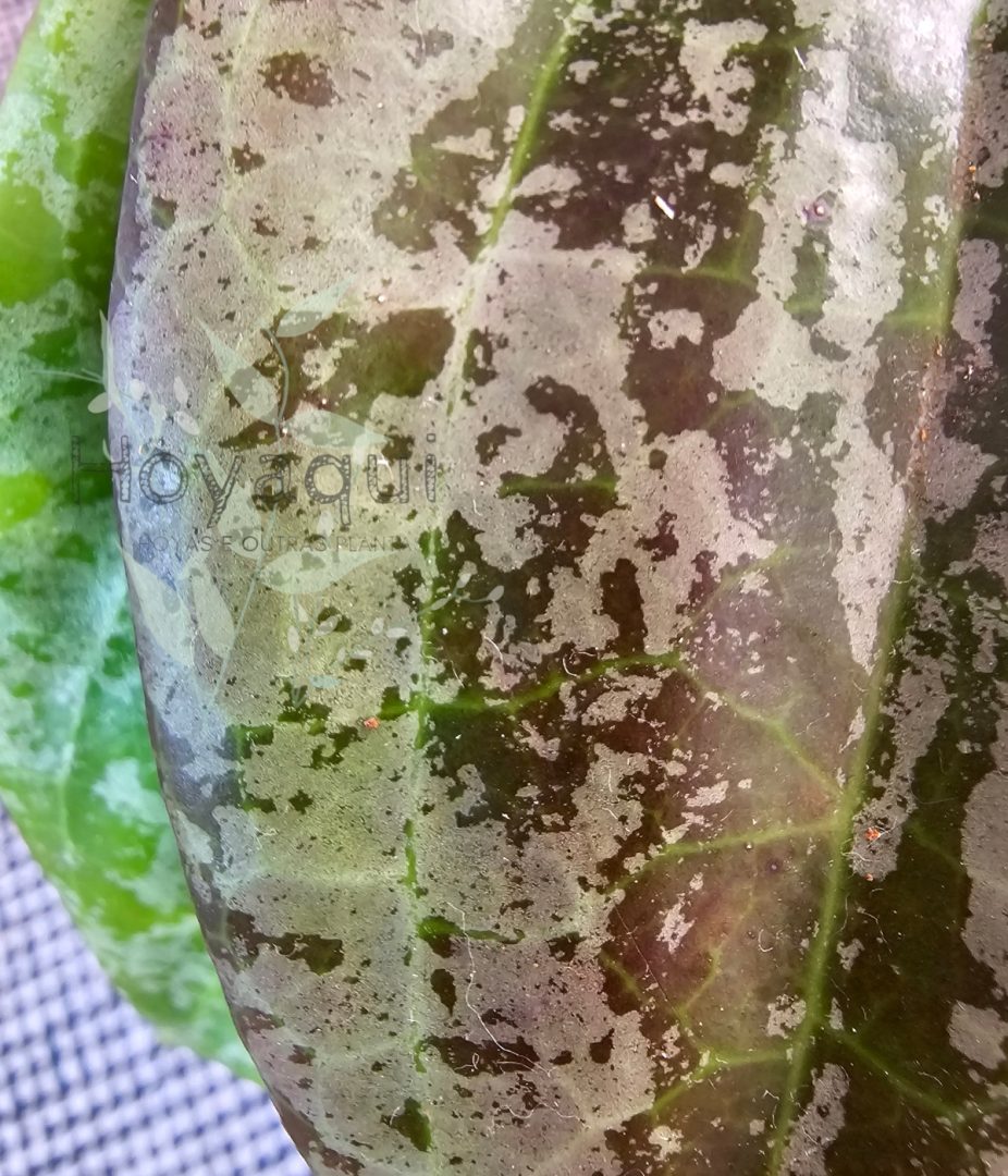 Hoya latifolia sp. Indonesia Silver Splash