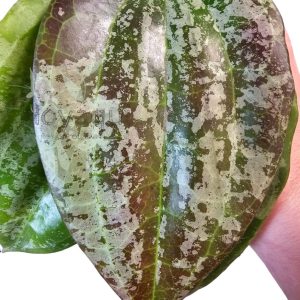 Hoya latifolia sp. Indonesia Silver Splash