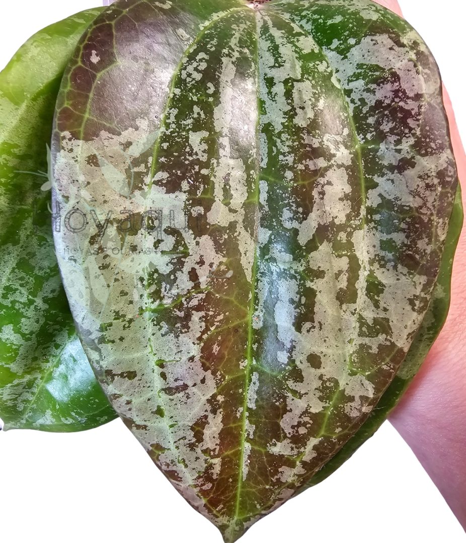 Hoya latifolia sp. Indonesia Silver Splash