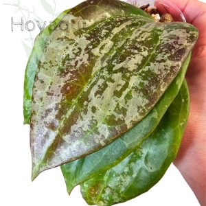 Hoya latifolia sp. Indonesia Silver Splash