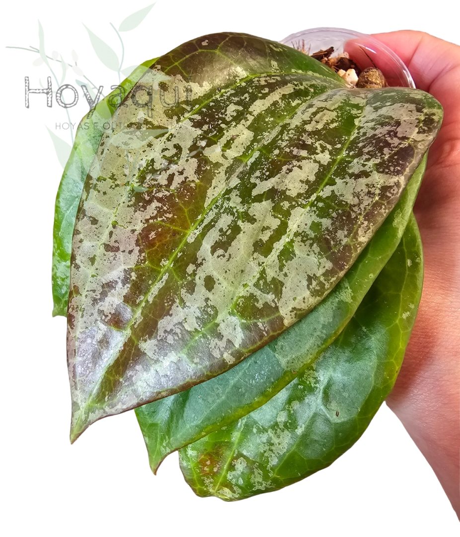 Hoya latifolia sp. Indonesia Silver Splash
