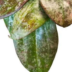 Hoya latifolia sp. Indonesia Silver Splash