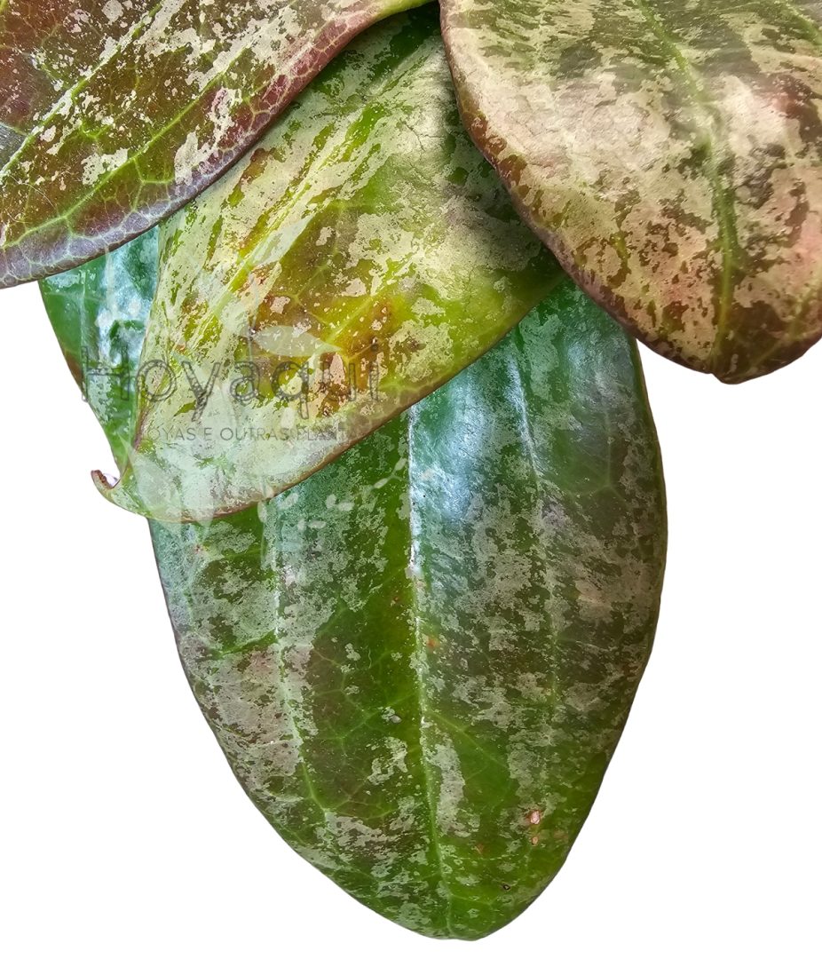Hoya latifolia sp. Indonesia Silver Splash