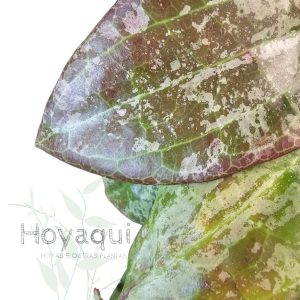 Hoya latifolia sp. Indonesia Silver Splash