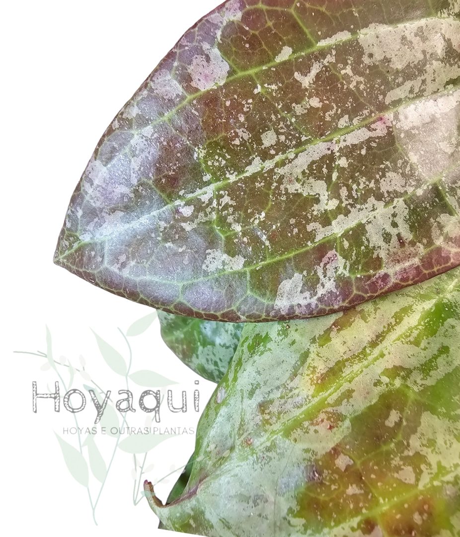 Hoya latifolia sp. Indonesia Silver Splash
