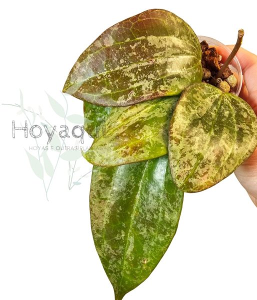 Hoya latifolia sp. Indonesia Silver Splash