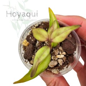 Hoya bella Green on Green