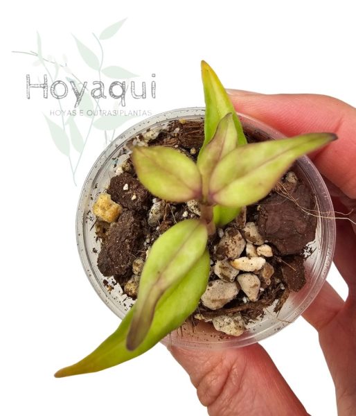 Hoya bella Green on Green