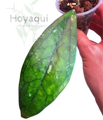 Hoya sp. Germany