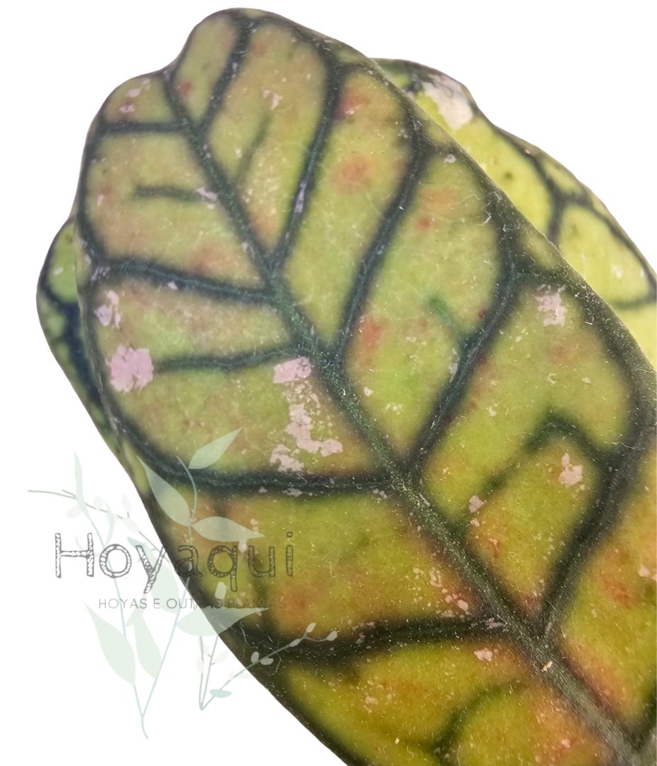 Hoya ranauensis