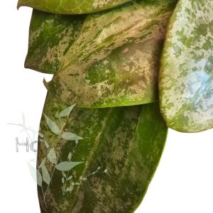 Hoya latifolia sp. Indonesia ‘Silver Splash’