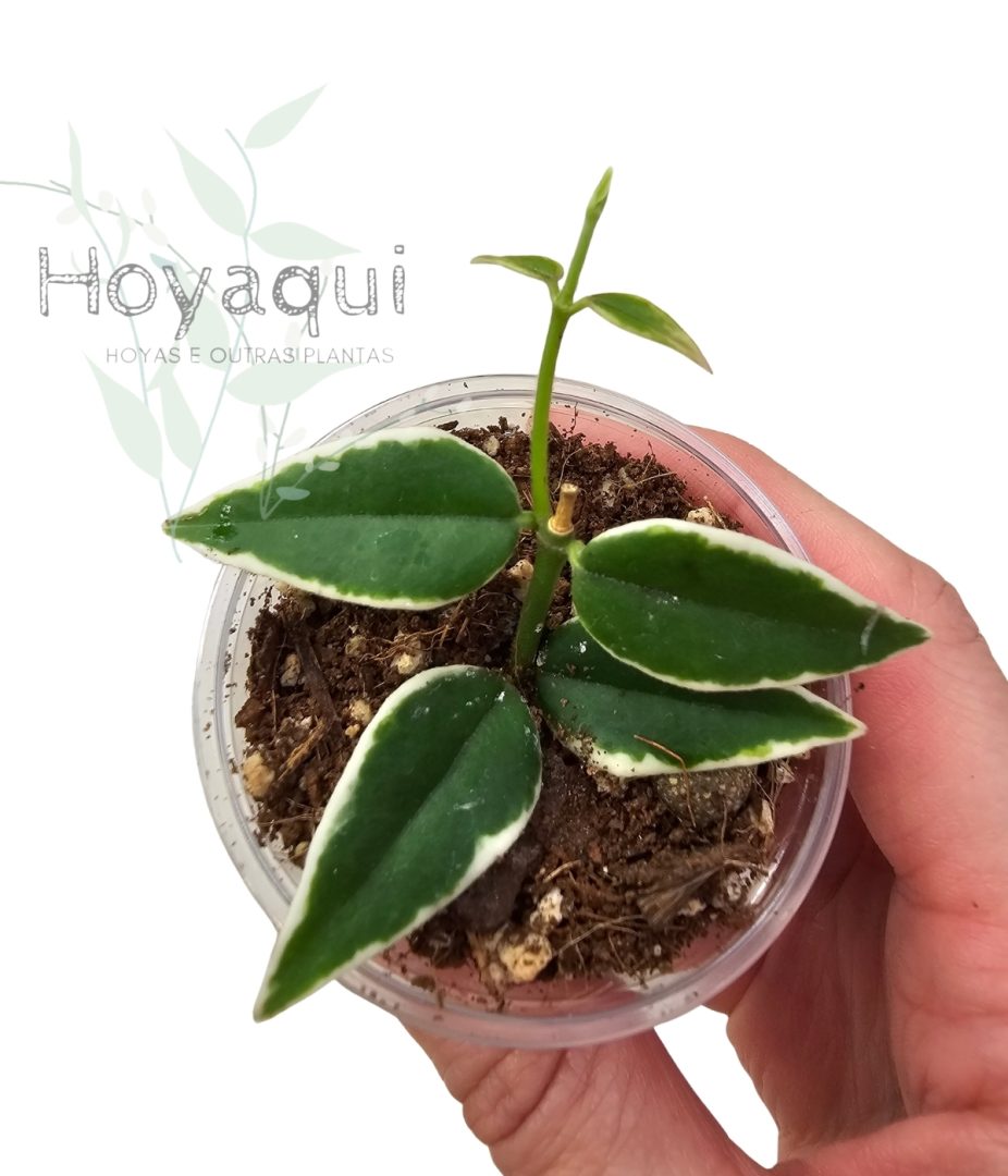 Hoya bella Anneke Buis