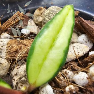 Hoya bella inner variegated
