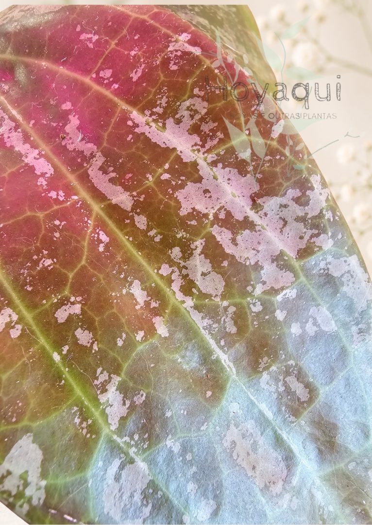 Hoya latifolia sp. Indonesia ‘Silver