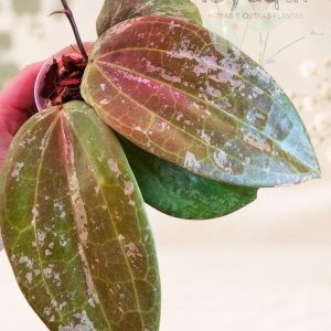 Hoya latifolia sp. Indonesia ‘Silver