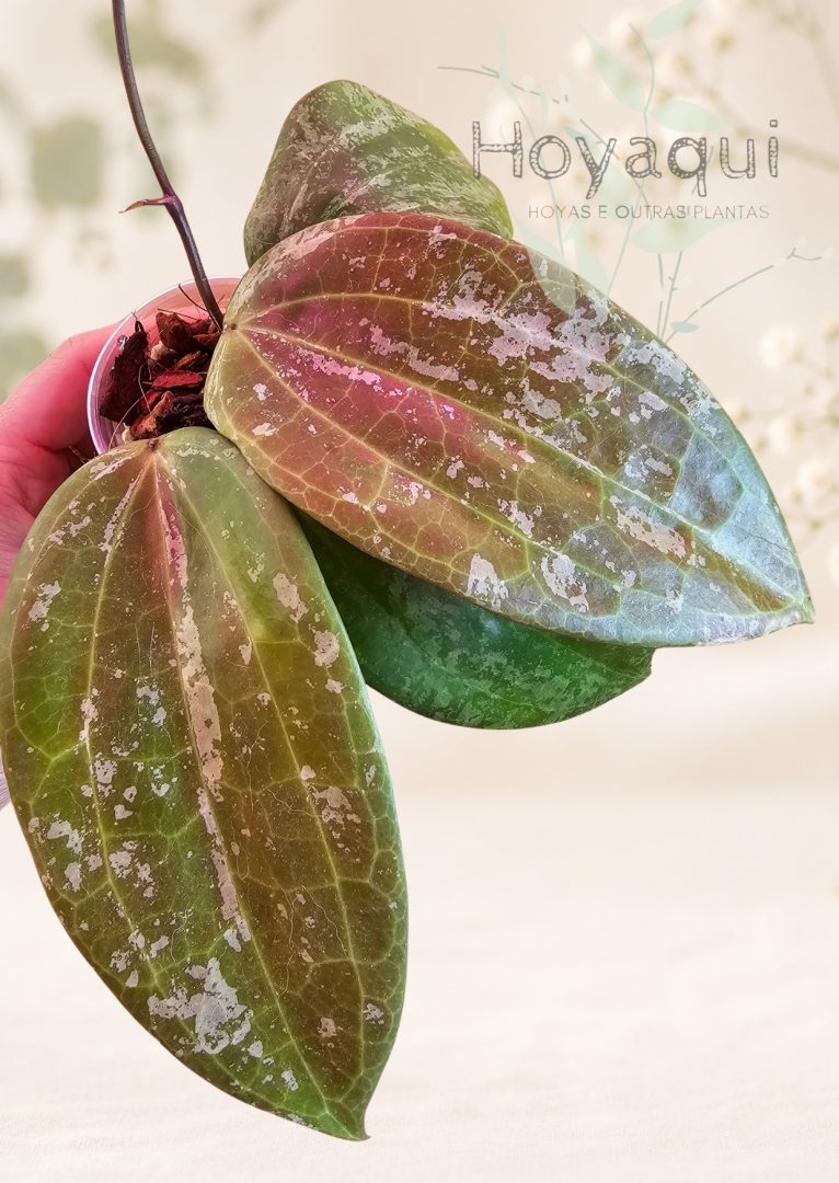 Hoya latifolia sp. Indonesia ‘Silver