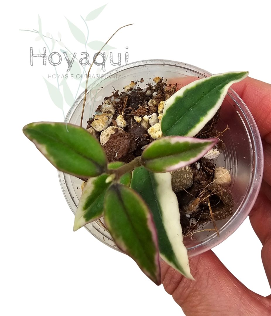 Hoya bella Anneke Buis