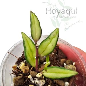 Hoya bella inner var